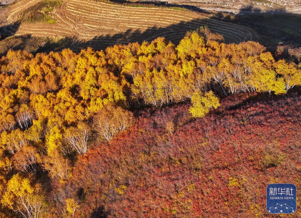 大青山之秋