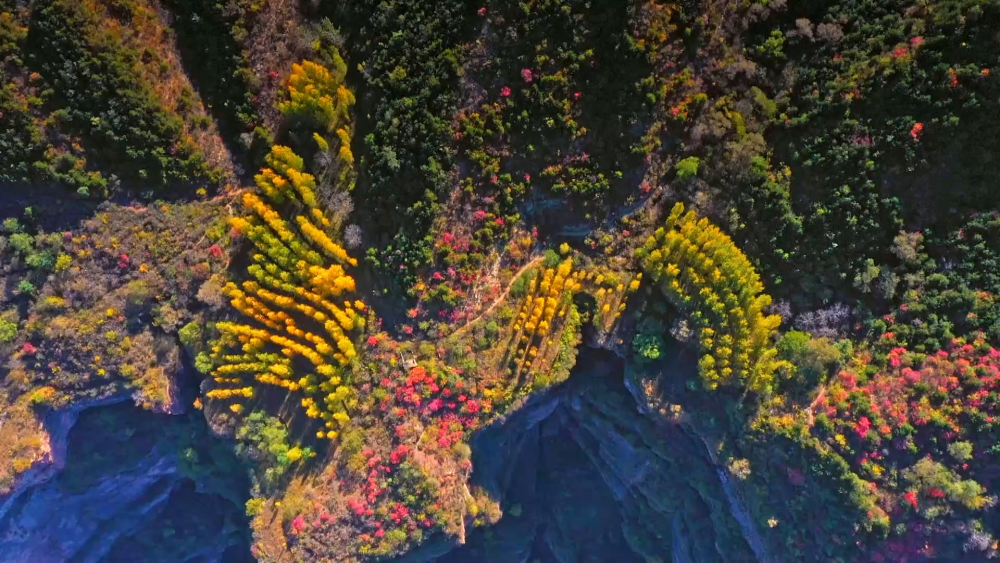 “文旅+”新業(yè)態(tài)為河南林州秋色增添詩意與活力