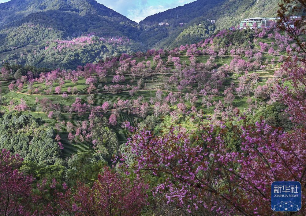 云南南涧：无量山冬樱花绽放
