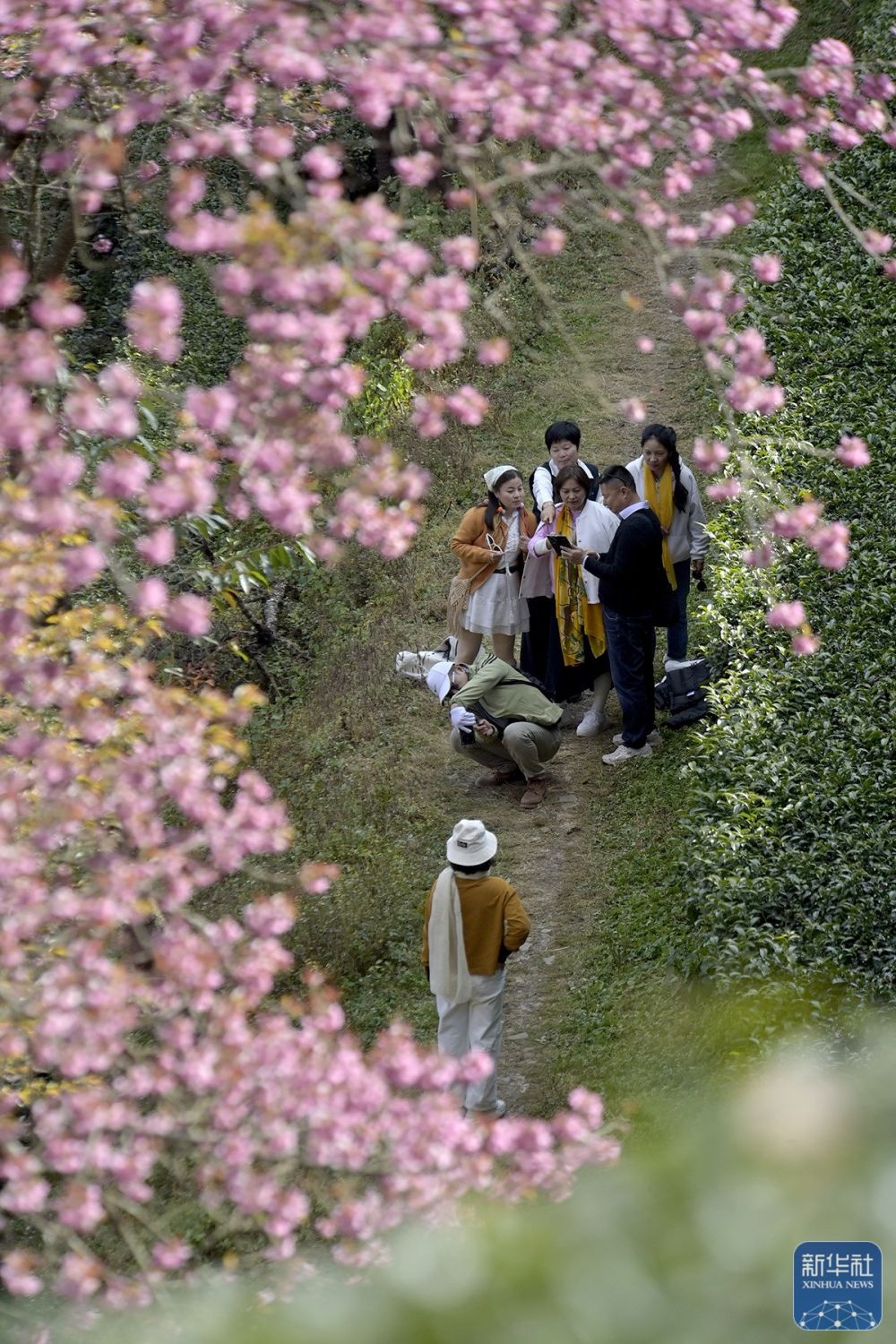 云南南涧：无量山冬樱花绽放
