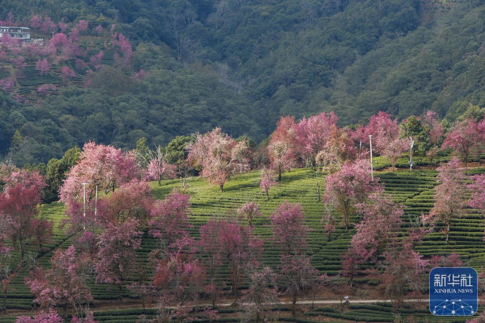 云南南涧：无量山冬樱花绽放