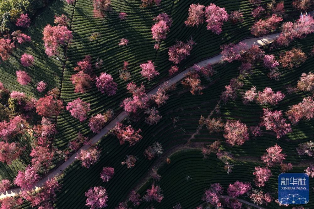 云南南涧：无量山冬樱花绽放