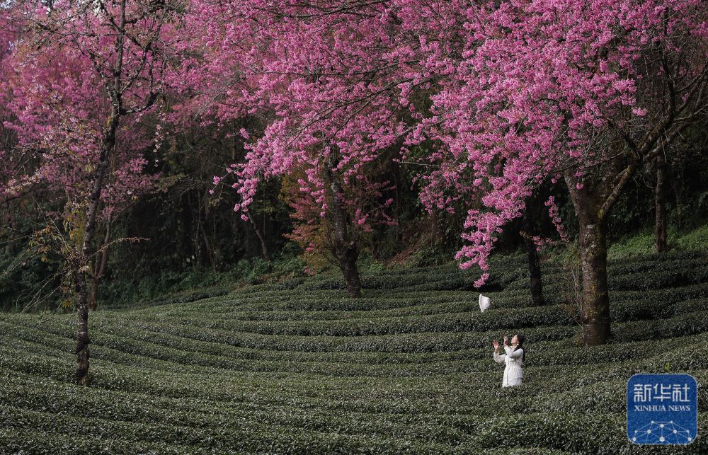 云南南涧：无量山冬樱花绽放