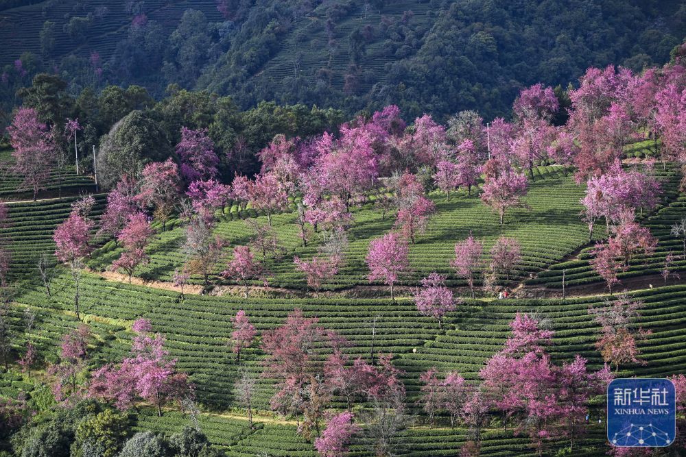云南南涧：无量山冬樱花绽放