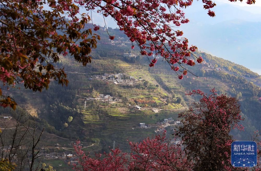 云南南涧：无量山冬樱花绽放