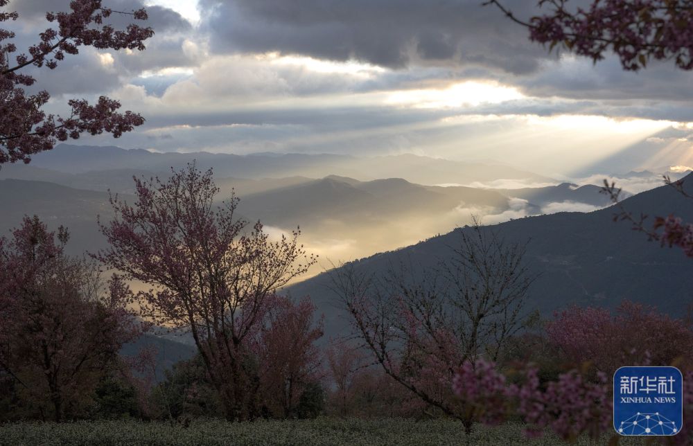 云南南涧：无量山冬樱花绽放
