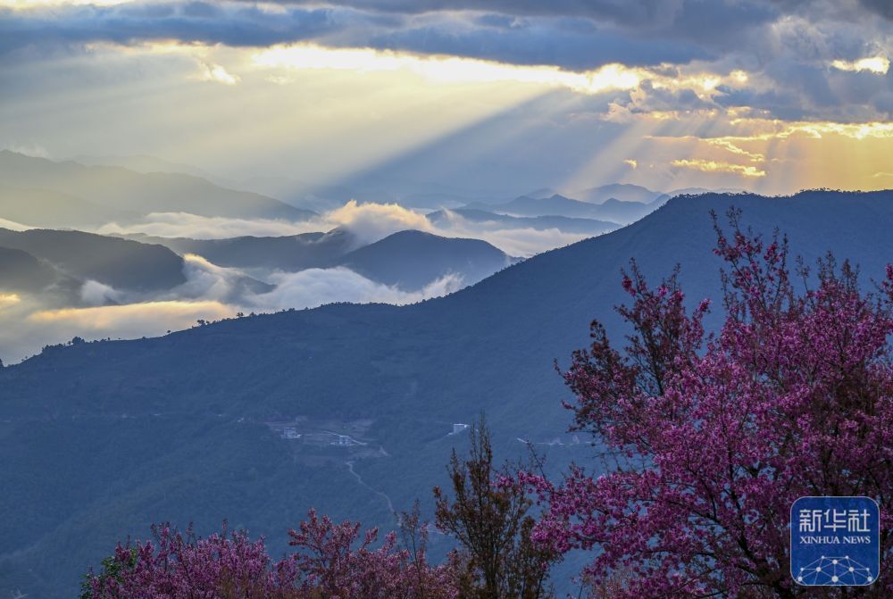 云南南涧：无量山冬樱花绽放