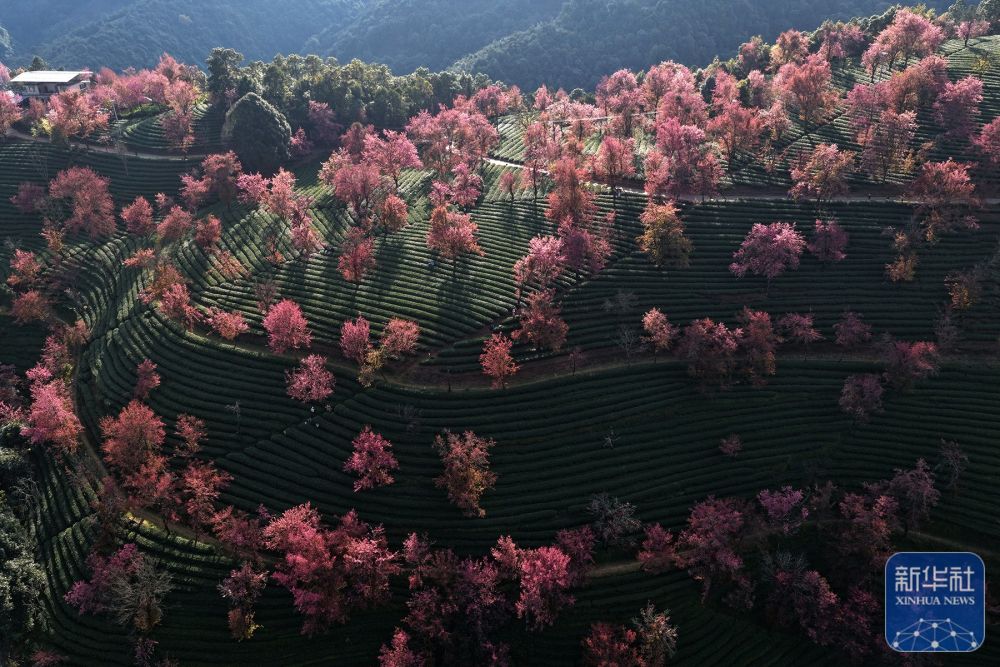 云南南涧：无量山冬樱花绽放