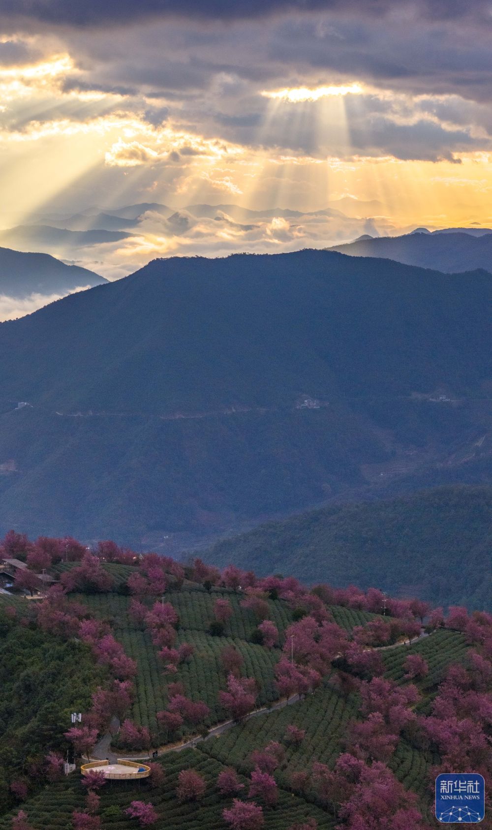 云南南涧：无量山冬樱花绽放