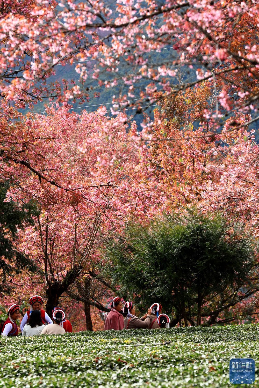 云南南涧：无量山冬樱花绽放