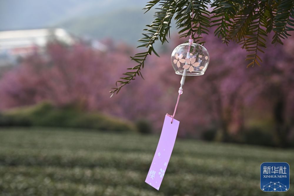 云南南涧：无量山冬樱花绽放