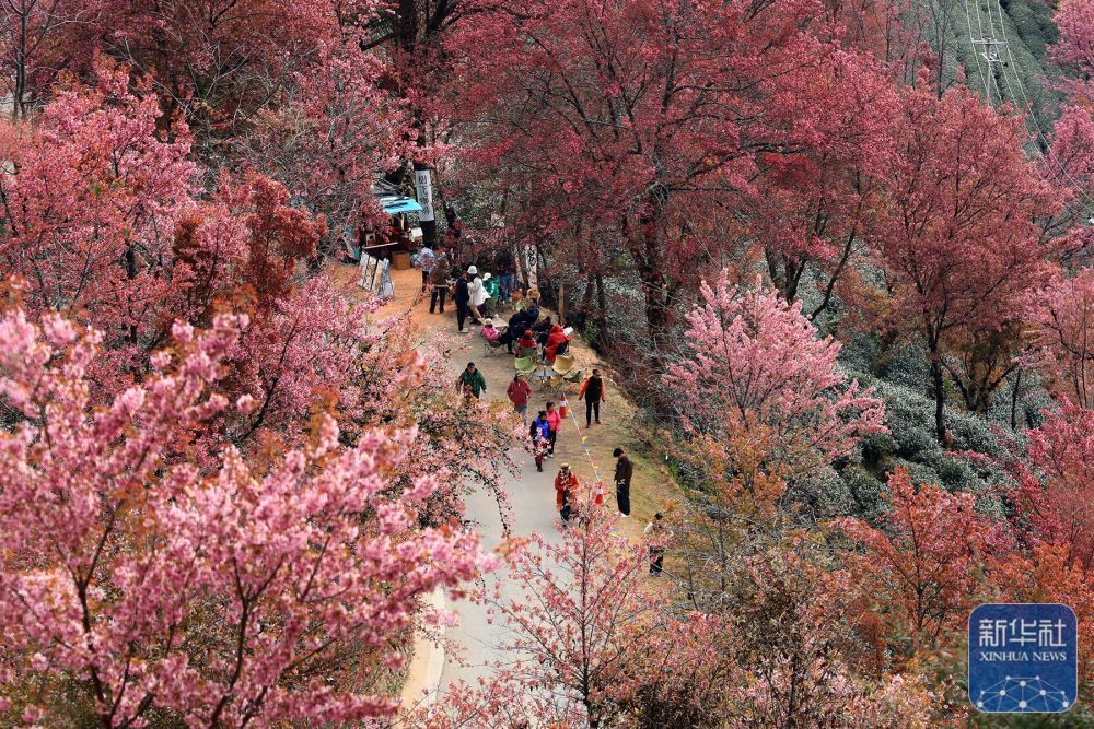 云南南涧：无量山冬樱花绽放