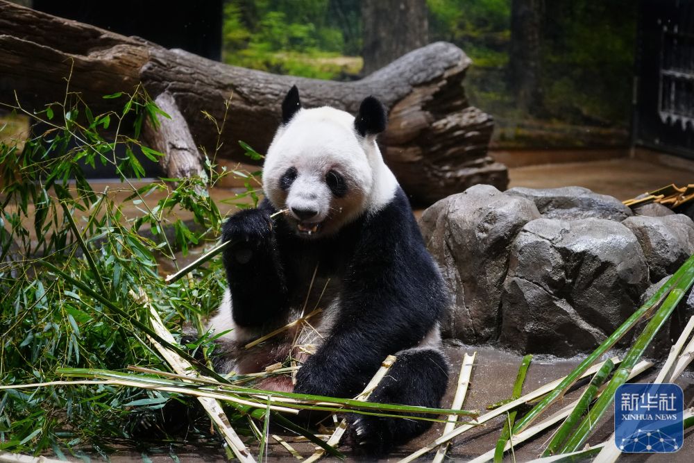 大熊猫“晓晓”和“蕾蕾”将于27日从日本回国