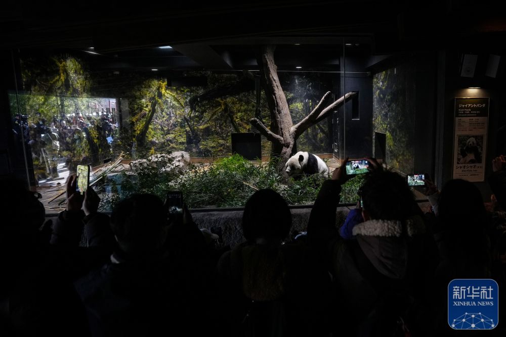 大熊猫“晓晓”和“蕾蕾”将于27日从日本回国