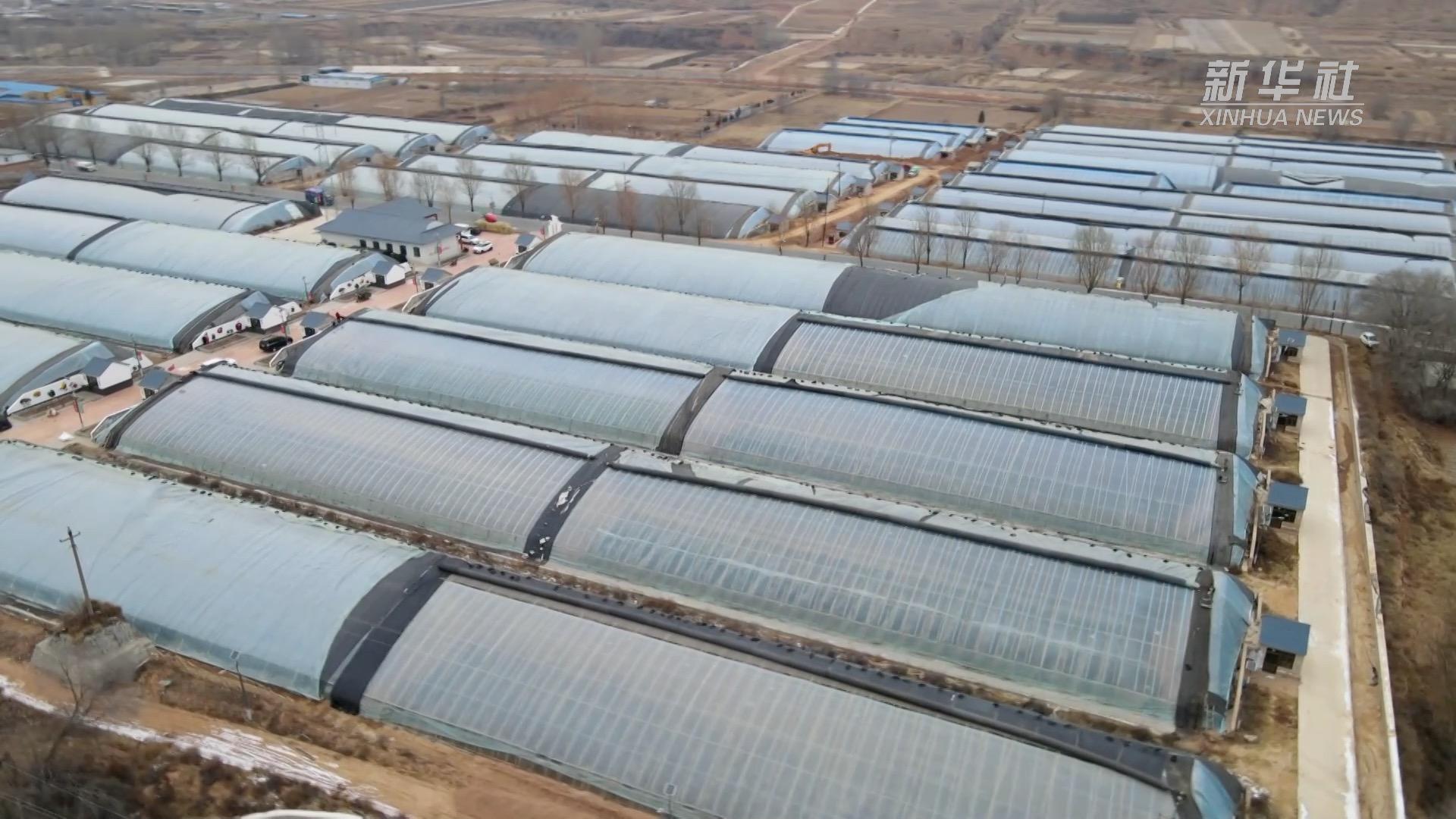 【中央媒体看甘肃】新春走基层丨甘肃陇西：东西部协作推动设施农业发展