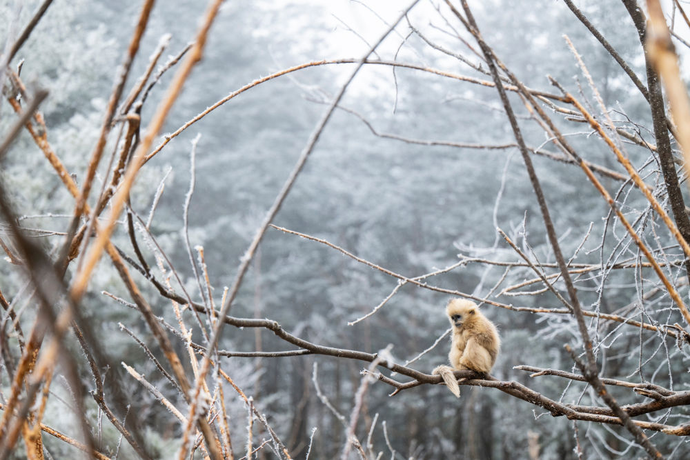湖北神农架：雪中猴趣
