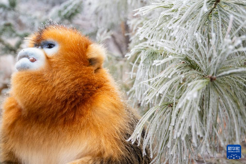 湖北神农架：雪中猴趣