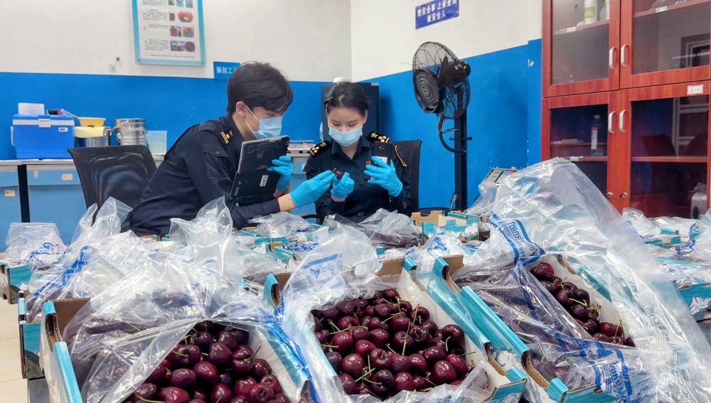 广州白云机场海关关员对进口车厘子进行监管(新华社发)