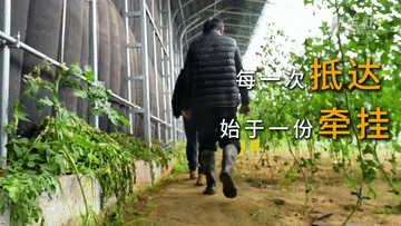 有溫度的抵達｜從田間大棚出發(fā)，“番茄書記”帶來紅火日子的“共富經(jīng)”