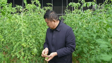 有溫度的抵達｜從田間大棚出發(fā)，“番茄書記”帶來紅火日子的“共富經(jīng)”