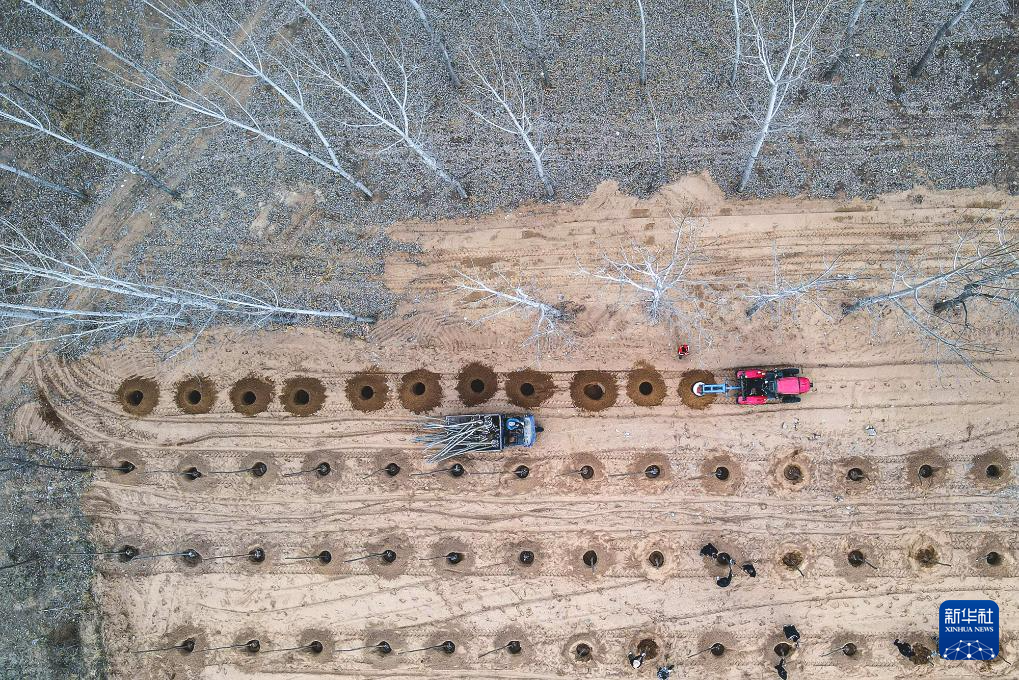 春来植树添新绿