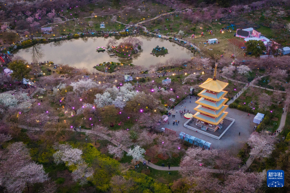 武汉：“赏樱季”遇体育赛事潮