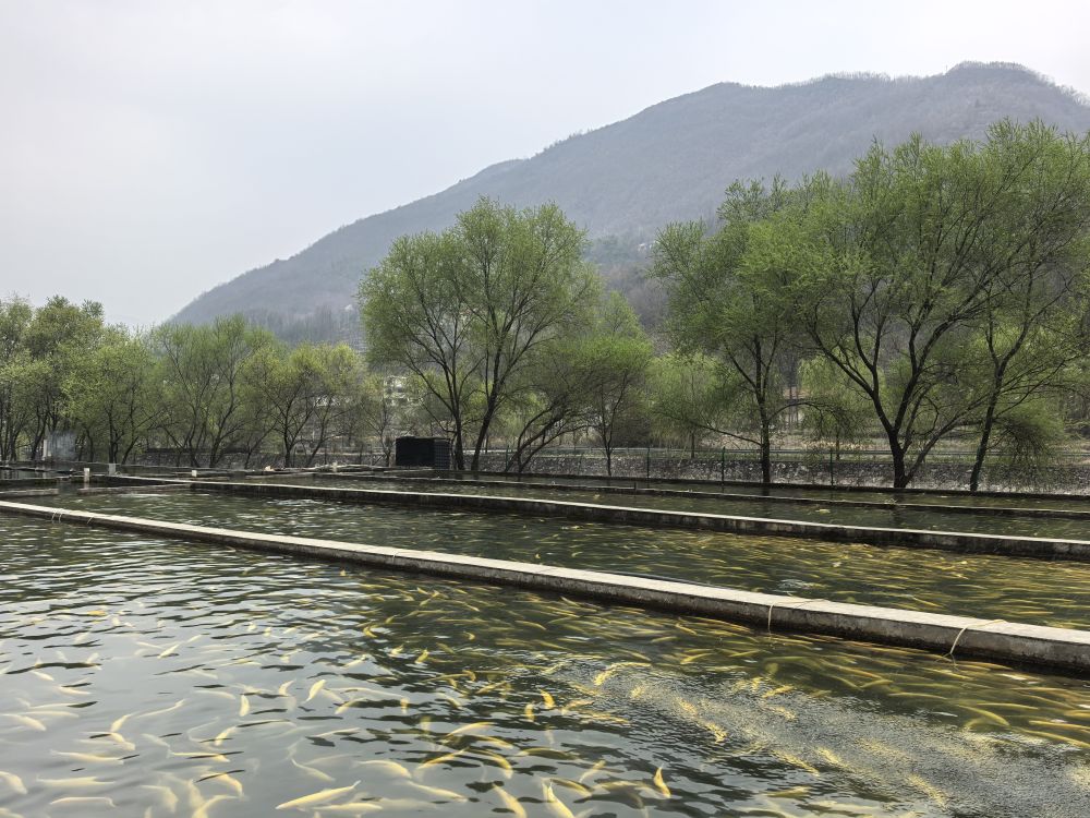 记者手记：秦岭土特产何以变“潮牌”