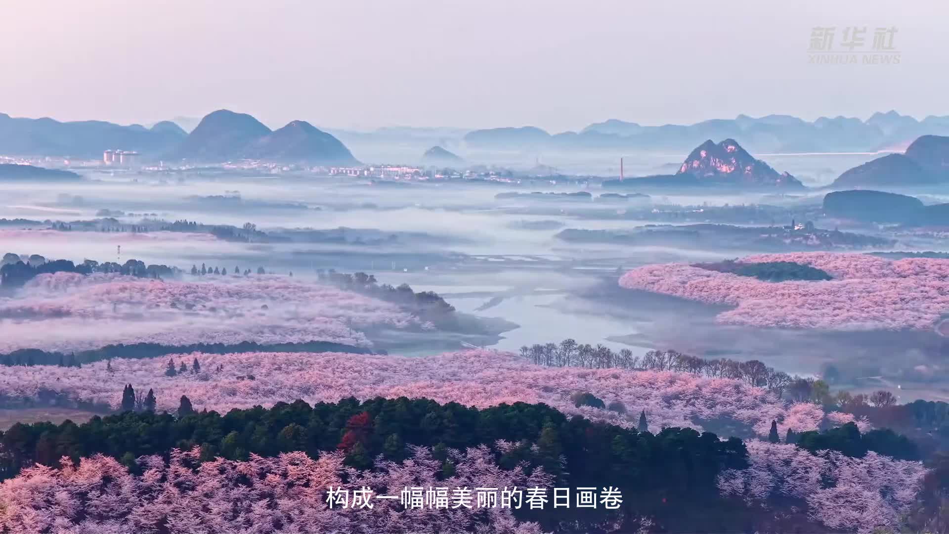 贵州：樱花似海 春满大地