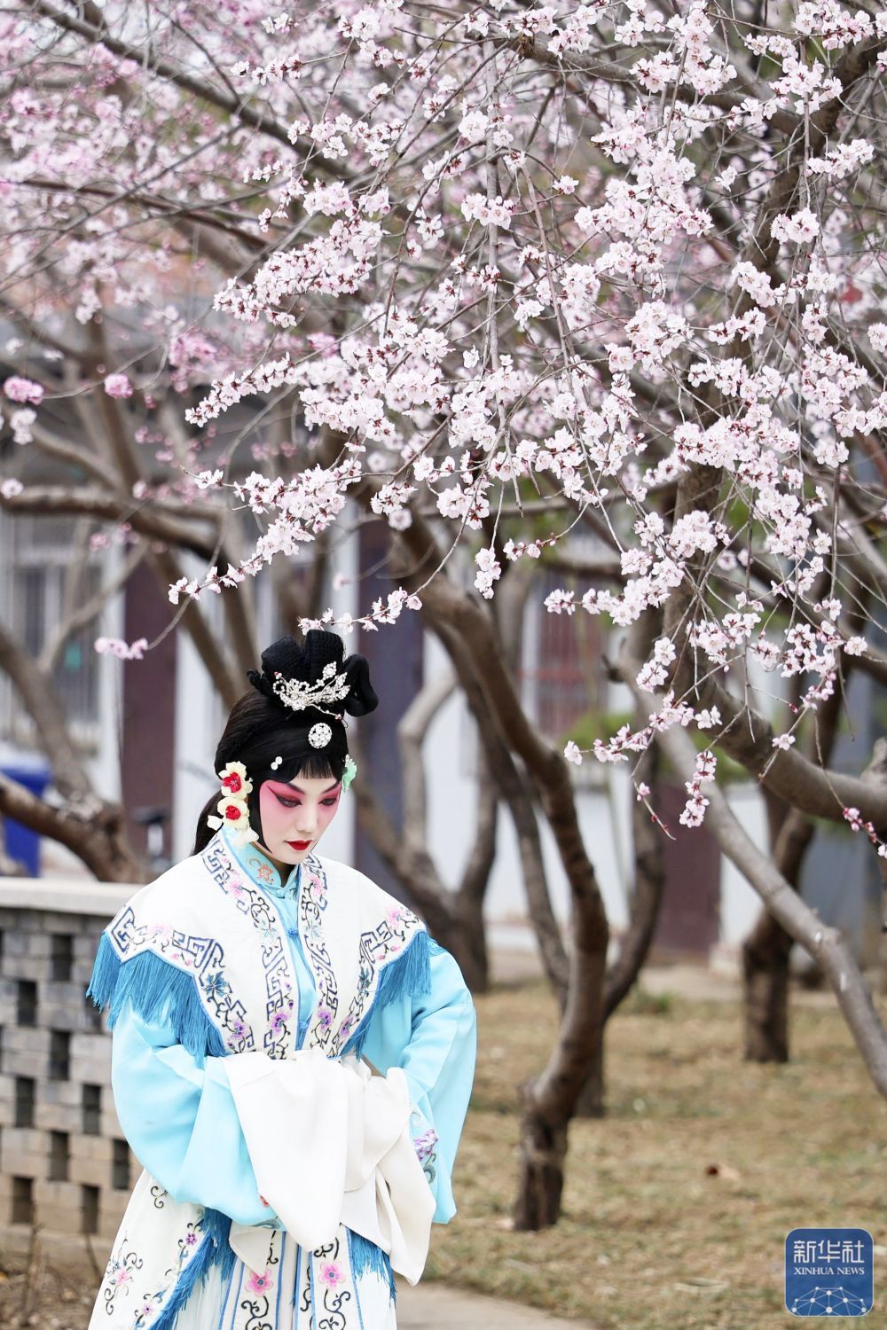 春暖大地桃花开