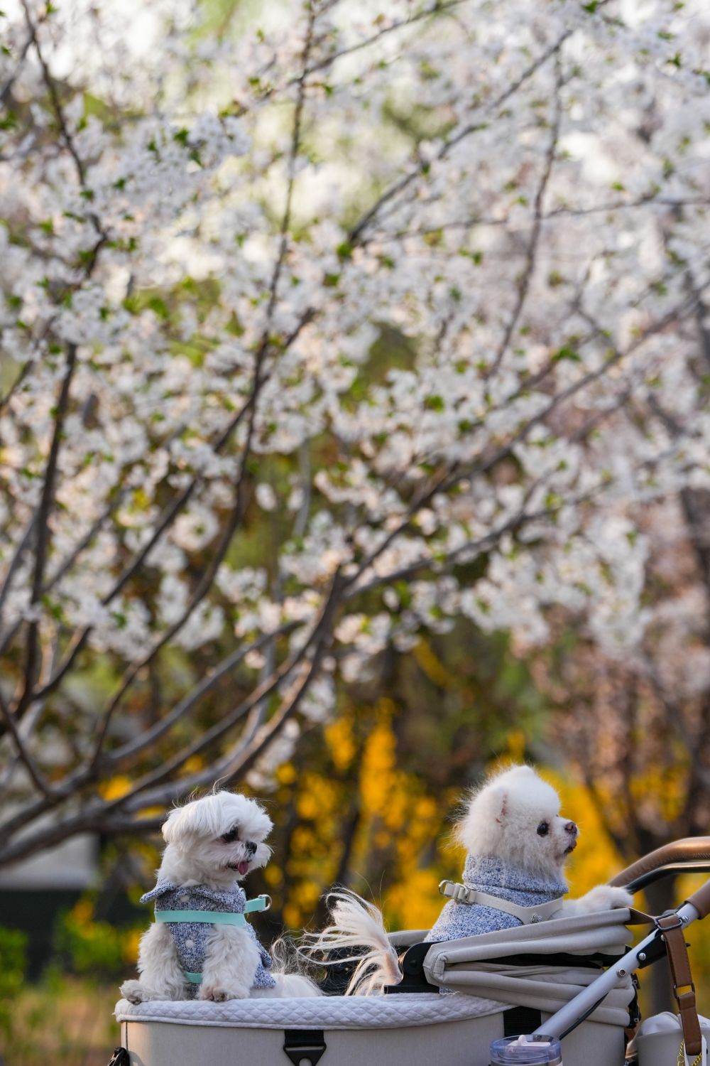 北京：春意漾花溪