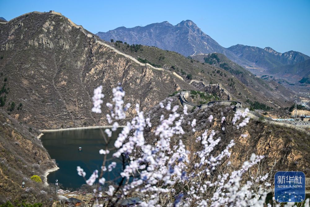 黄花城水长城：山花烂漫 春意正浓