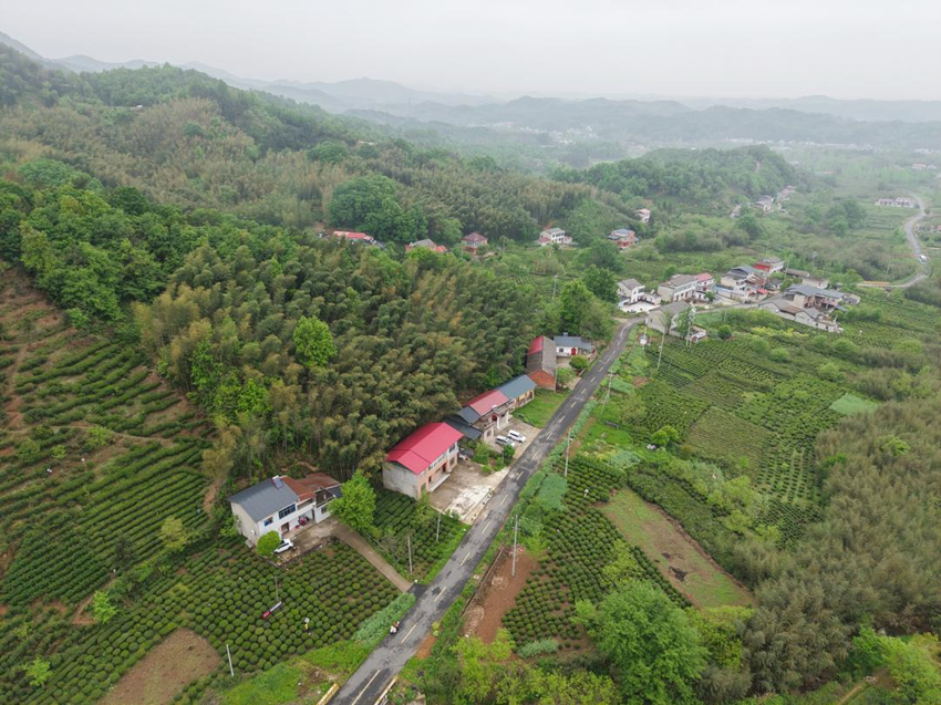 安徽六安：茶韵飘香大别山