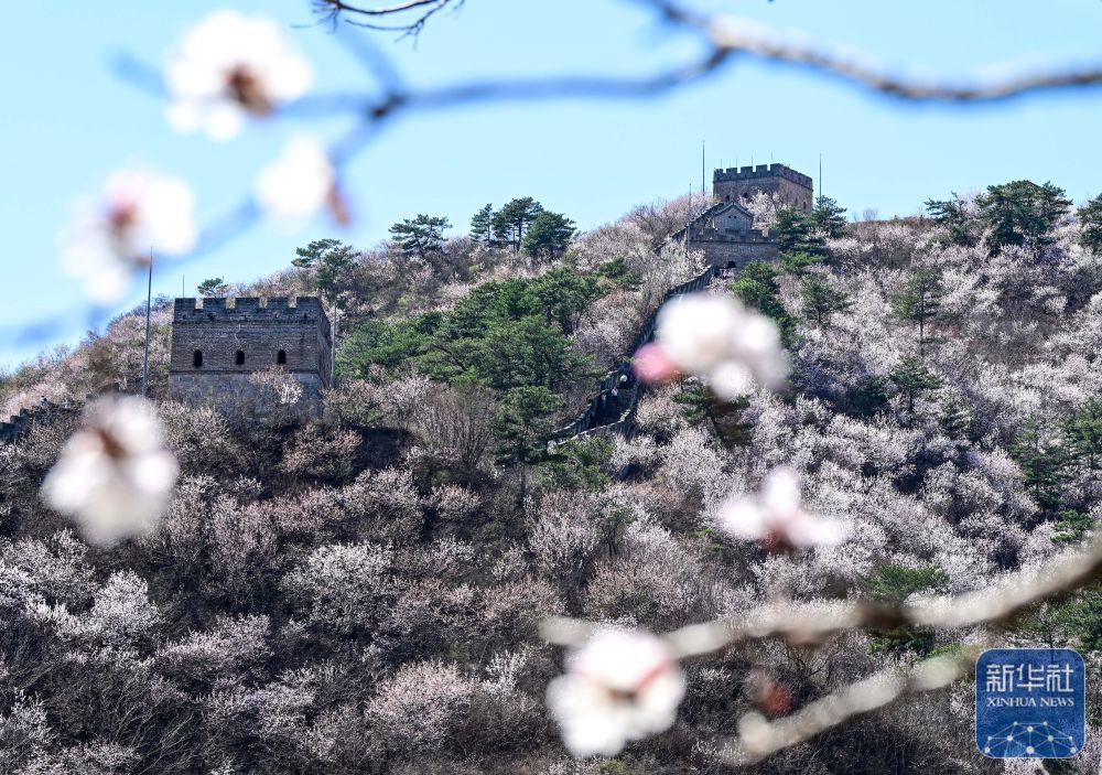 黄花城水长城：山花烂漫 春意正浓