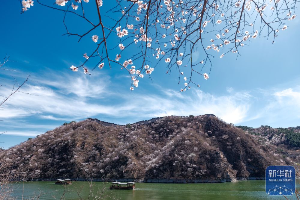 黄花城水长城：山花烂漫 春意正浓