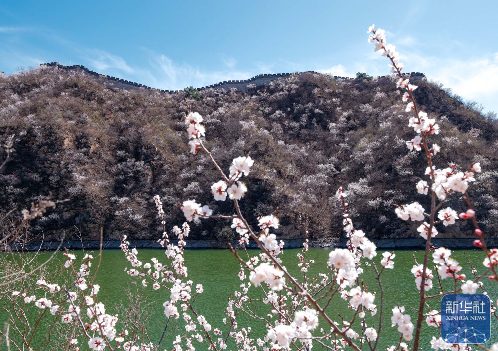 黄花城水长城：山花烂漫 春意正浓