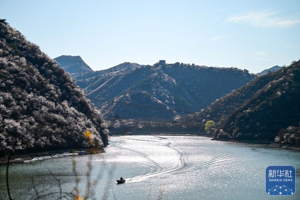 黄花城水长城：山花烂漫 春意正浓