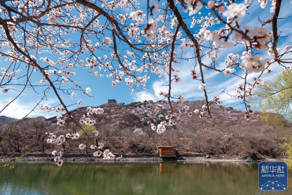 黄花城水长城：山花烂漫 春意正浓