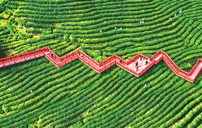 湖北十堰深化"三茶"统筹