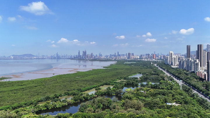 这是深圳湾的红树林与深圳城市景观(无人机照片,2026年7月23日摄)。新华社记者 梁旭 摄